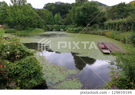 The beautiful ponds full of water lilies in the Lake Garden in the resort town of Karuizawa in the Japanese Alps of Nagano Japan The beautiful ponds full of water lilies in the Lake Garden in the resort town of Karuizawa in the Japanese Alps of Nagano Japan 129659194