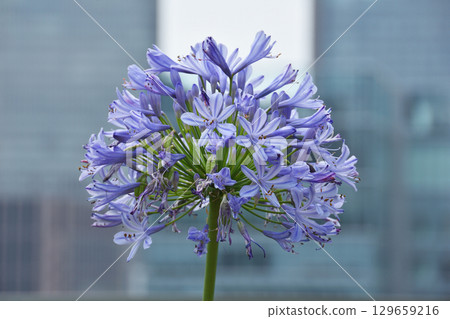 Agapanthus from the Sky Farm 129659216