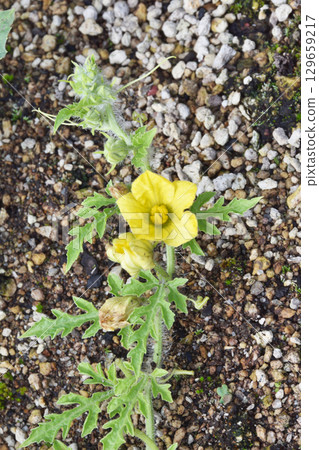 天空農場的皮諾女孩 129659217