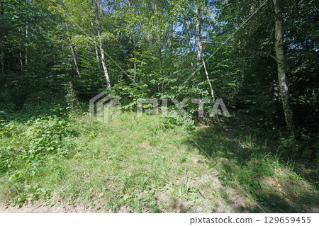 Forest Scene with Green Grass and Trees 129659455