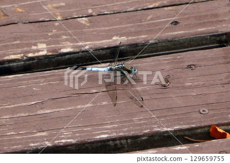 A dragonfly, Tombo, on a bridge in Lake Garden, a park in Karuizawa, a resort town in the mountains of Nagano Japan A dragonfly, Tombo, on a bridge in Lake Garden, a park in Karuizawa, a resort town in the mountains of Nagano Japan 129659755
