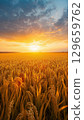 Rice fields at dusk, ripe rice ears, before harvest 129659762