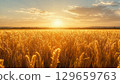 Rice fields at dusk, ripe rice ears, before harvest 129659763