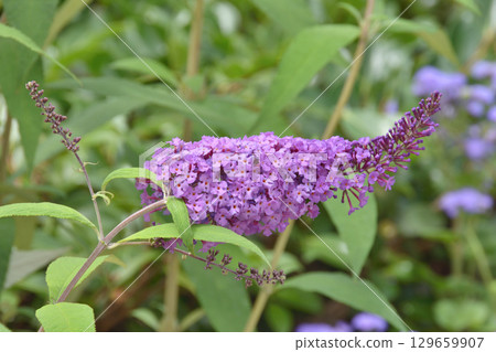 Buddleia from the Sky Farm Buddleia from the Sky Farm 129659907