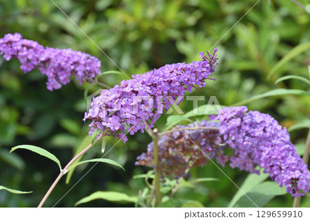 天空農場的醉魚草 129659910