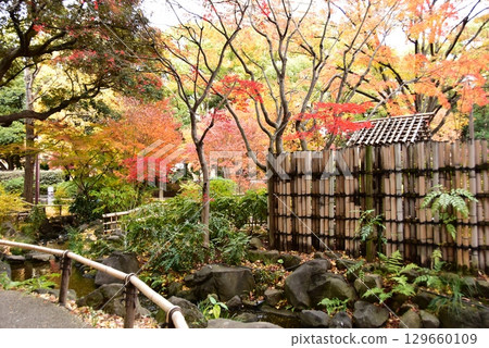 橫濱市橫濱公園加賀花園的色彩繽紛的秋葉和步道 129660109
