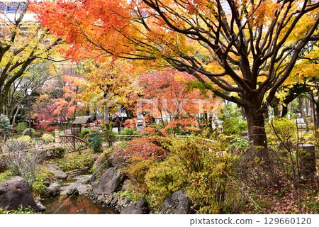 Yokohama City: Colorful autumn leaves and walking paths at Yokohama Park and Kaga Garden 129660120
