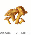 Golden chanterelle mushrooms isolated on white background, natural texture and vibrant yellow orange color, perfect for culinary and seasonal autumn themes. High quality photo 129660156