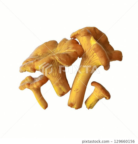 Golden chanterelle mushrooms isolated on white background, natural texture and vibrant yellow orange color, perfect for culinary and seasonal autumn themes. High quality photo Golden chanterelle mushrooms isolated on white background, natural texture and vibrant yellow orange color, perfect for culinary and seasonal autumn themes. High quality photo 129660156