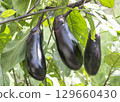 Eggplant 129660430