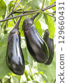 Eggplant 129660431
