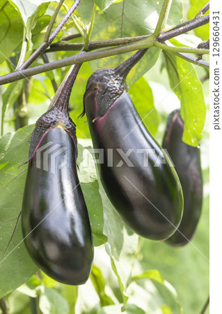 Eggplant 129660431