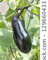 Eggplant 129660433