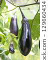 Eggplant 129660434