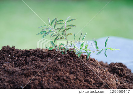 Tree growing with hand, eco earth day, save world, save earth, go green Tree growing with hand, eco earth day, save world, save earth, go green 129660447
