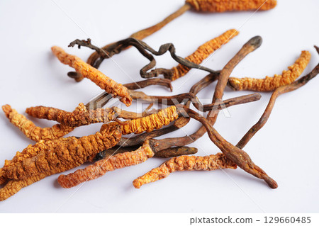 Cordyceps sinensis or Ophiocordyceps sinensis isolated on white background, mushroom herb treatment medicine. Cordyceps sinensis or Ophiocordyceps sinensis isolated on white background, mushroom herb treatment medicine. 129660485