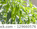 Amanaga chili pepper 129660576