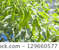Amanaga chili pepper 129660577