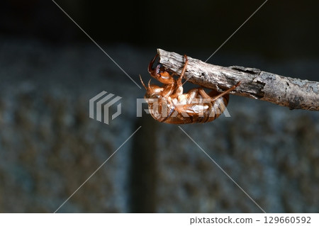 An upside-down cicada shell 129660592