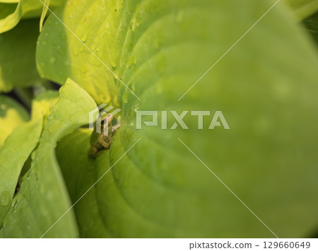 A tree frog resting in the shade of a hosta leaf in midsummer 129660649