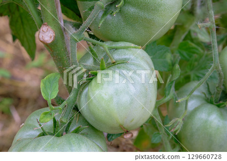 Green tomatoes on vine nearing ripeness in garden during summer season with lush foliage Green tomatoes on vine nearing ripeness in garden during summer season with lush foliage 129660728