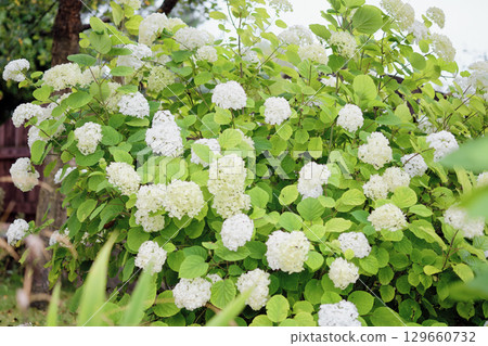 Beautiful hydrangea blooms fill a lush garden with vibrant colors during springtime Beautiful hydrangea blooms fill a lush garden with vibrant colors during springtime 129660732