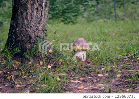 Brown mushroom growing beside a tree in a lush green forest during the early morning Brown mushroom growing beside a tree in a lush green forest during the early morning 129660733
