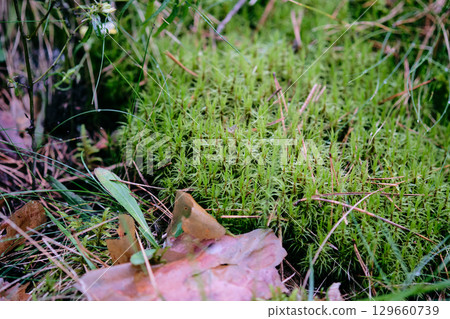 Lush green moss blankets the forest ground, surrounded by leaves and grass under soft morning light, creating a tranquil atmosphere 129660739