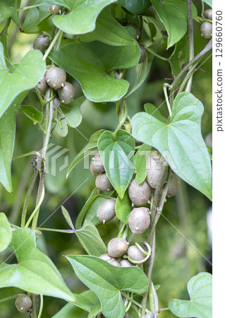 Bamboo grass 129660760