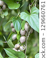 Bamboo grass 129660761