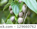 Bamboo grass 129660762