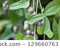 Bamboo grass 129660763