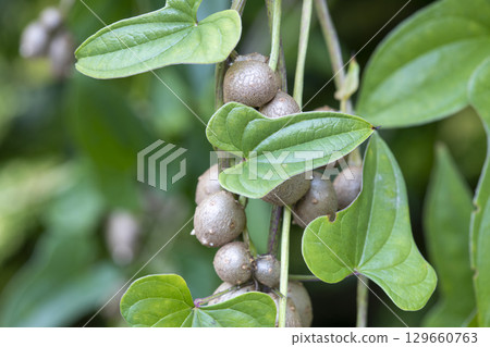 Bamboo grass 129660763