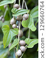 Bamboo grass 129660764