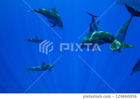 南方寬吻海豚小笠原 南方寬吻海豚小笠原 129660956