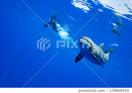 南方寬吻海豚小笠原 南方寬吻海豚小笠原 129660958