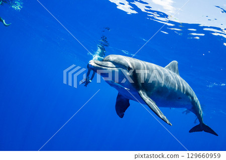 南方寬吻海豚小笠原 南方寬吻海豚小笠原 129660959