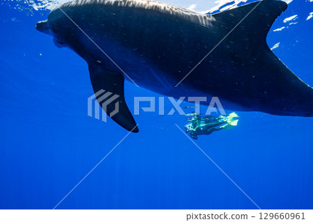 南方寬吻海豚小笠原 129660961