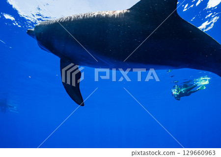 南方寬吻海豚小笠原 129660963