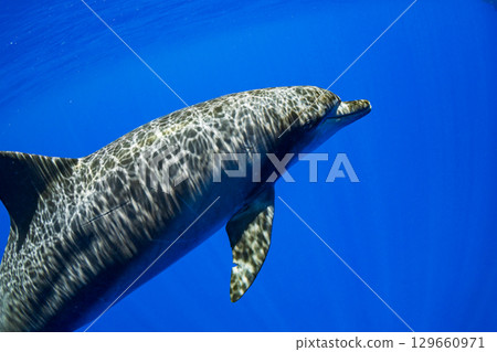 Southern Bottlenose Dolphin Ogasawara 129660971
