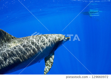 Southern Bottlenose Dolphin Ogasawara 129660972