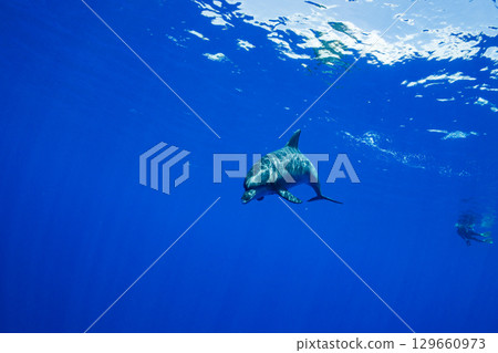 Southern Bottlenose Dolphin Ogasawara 129660973