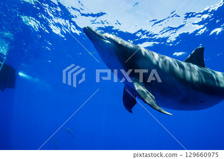 南方寬吻海豚小笠原 129660975