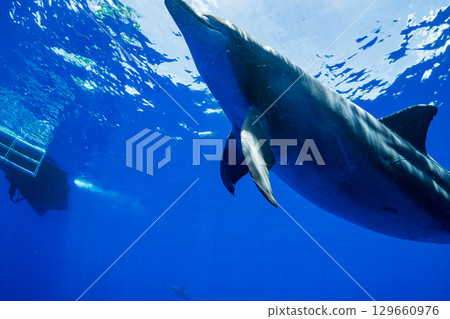 Southern Bottlenose Dolphin Ogasawara 129660976
