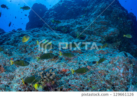Named triggerfish, Ogasawara Named triggerfish, Ogasawara 129661126