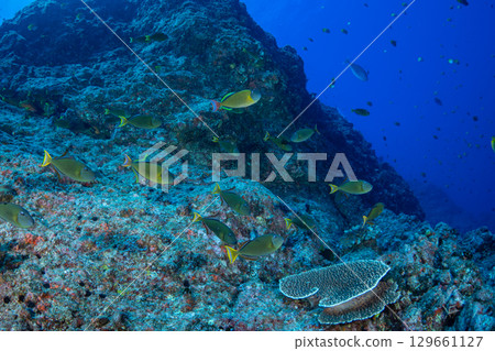 Named triggerfish, Ogasawara 129661127