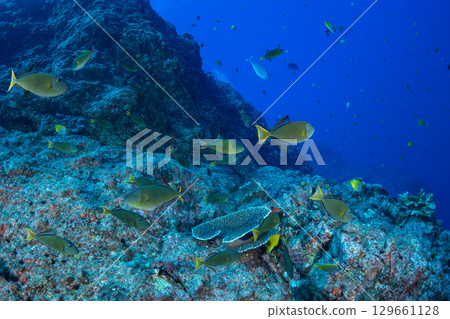Named triggerfish, Ogasawara Named triggerfish, Ogasawara 129661128