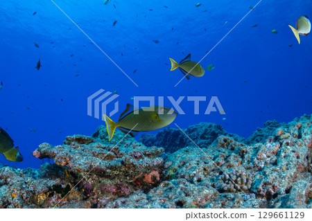 名為小笠原的鱗魨 129661129