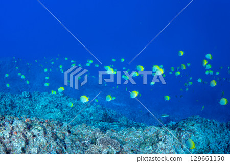 小笠原的一群黑斑鹮 小笠原的一群黑斑鹮 129661150