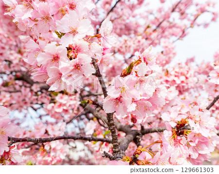 The arrival of spring: Kawazu cherry blossoms in full bloom 129661303